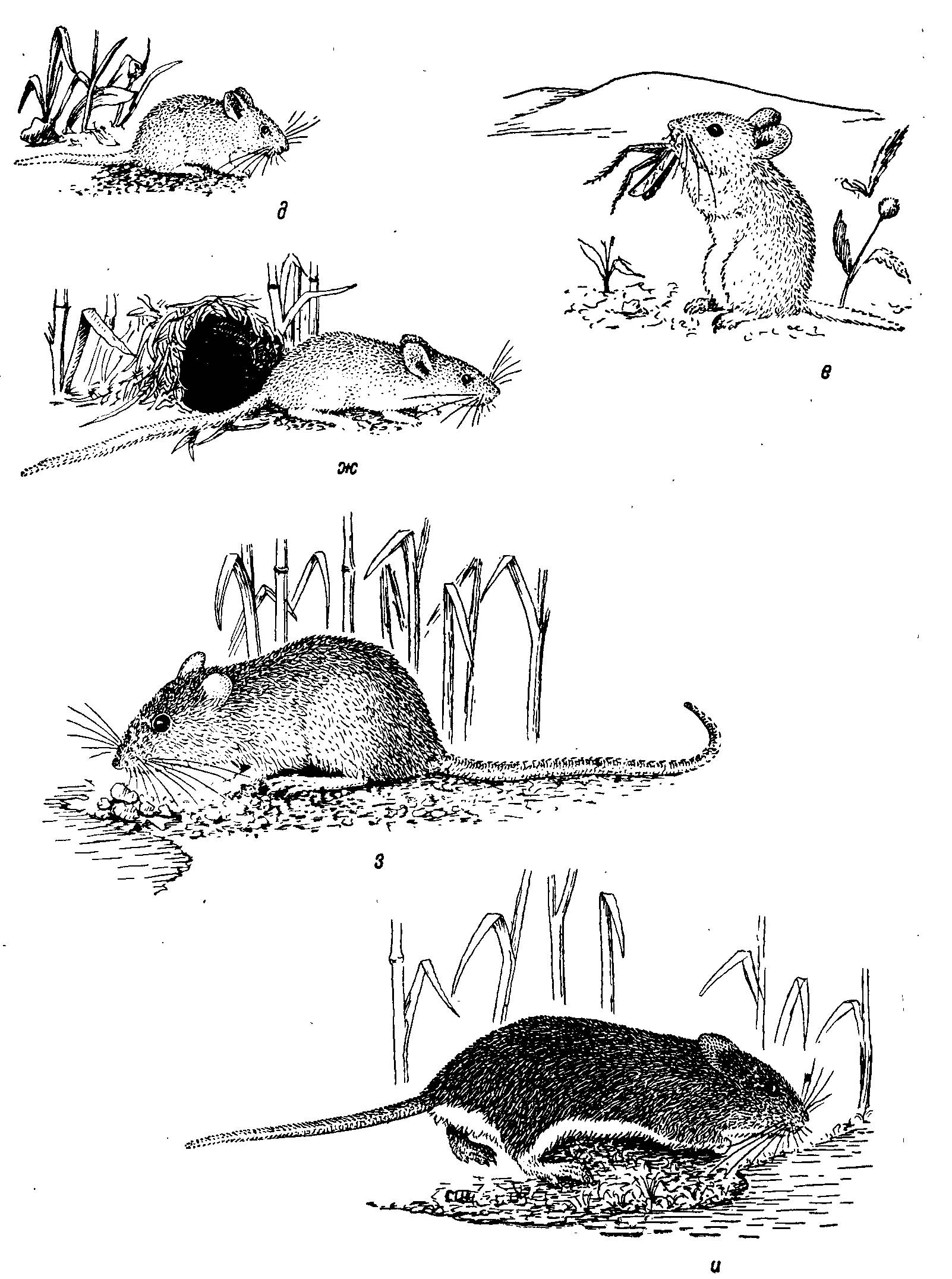 Рис. 2 (продолжение).<br>д — Baiomys taylori Thomas — конвергенция с Micromys minutus Pall.; e — Onychomys leucogaster Wied — конвергенция с Allocricetulus Argyr.; ж— Reithrodontomys fulvescens J. Allen — конвергенция с Mus L.; з — Oryzomys palustris Harlan — конвергенция с Rattus rattus L.; и — Sigmodon hispidus Say et Ord — конвергенция с Nesokia indica Gray et Hardwicke, Otomys irroratus Brants. Рис. С. Л. Шмуйлович по эскизам автора, фото и рисункам разных авторов (преимущественно Burt, Grossenhyder, 1959) и тушкам.