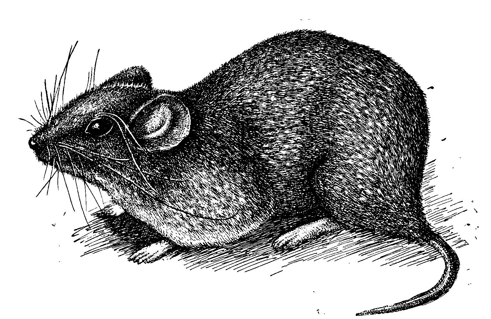 Рис. 6. Mystromys albicaudatus Smith — единственный представитель Cricetinae в Африке Рис. Т. А. Темкиной (из Воронцова, 1966а).