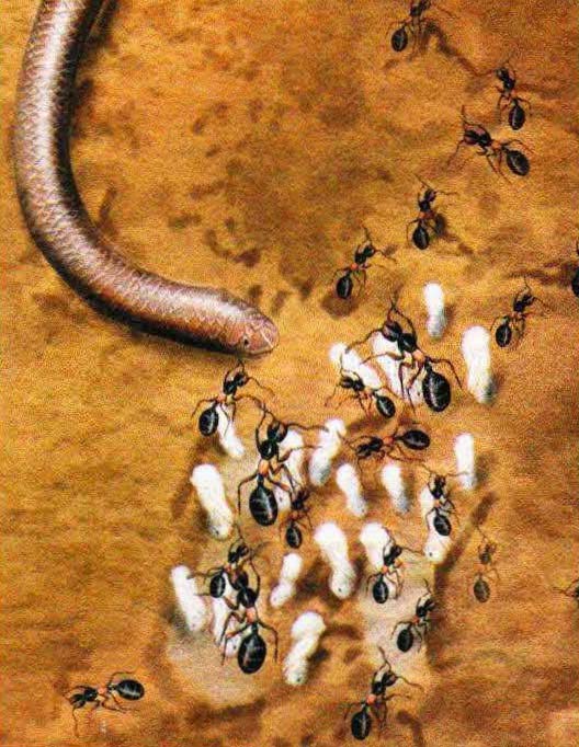 Забравшись в муравейник, рептилия поедает муравьиные яйца и личинок.
