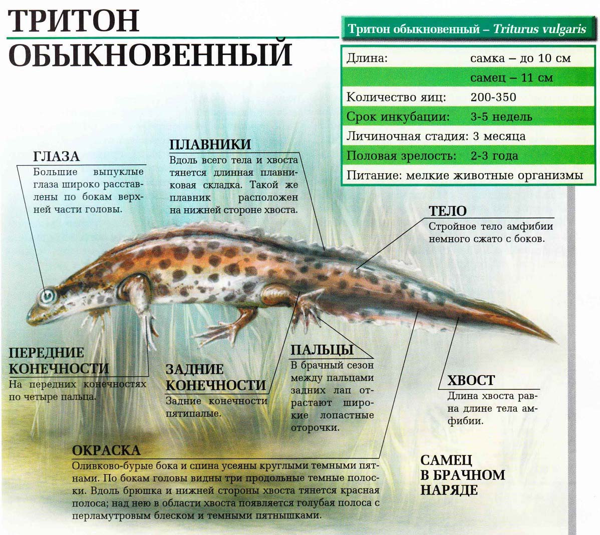 Описание обыкновенного тритона.