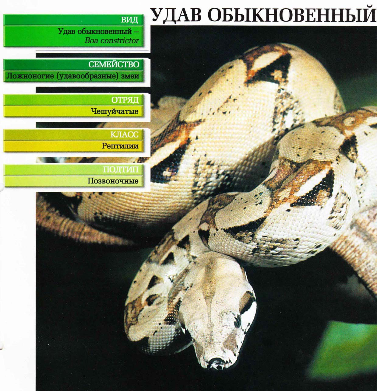 Систематика (научная классификация) удава обыкновенного. Boa constrictor.