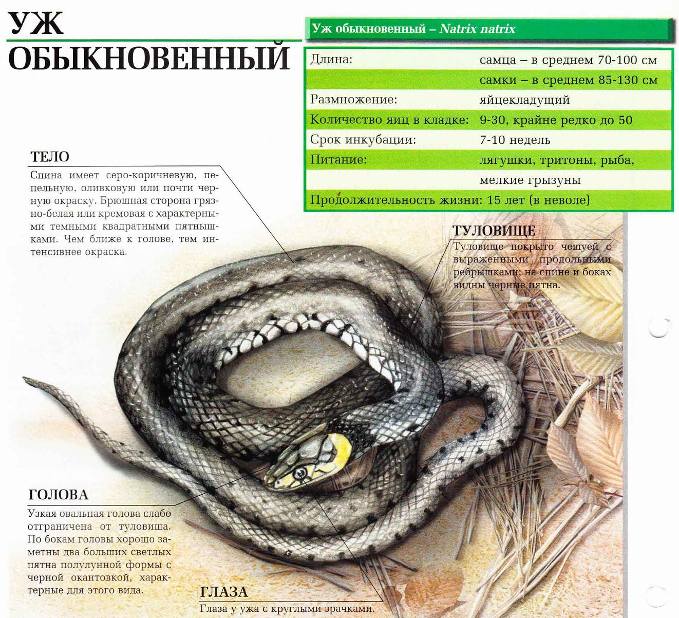 Описание обыкновенного ужа.