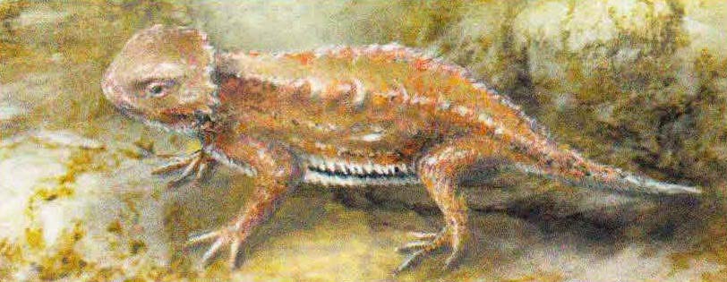 Фринозома Дугласа (Phrynosoma douglassi).