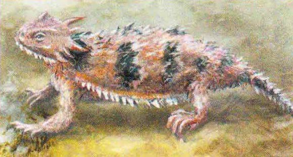 Рогатая ящерица (Phrynosoma coronatum).