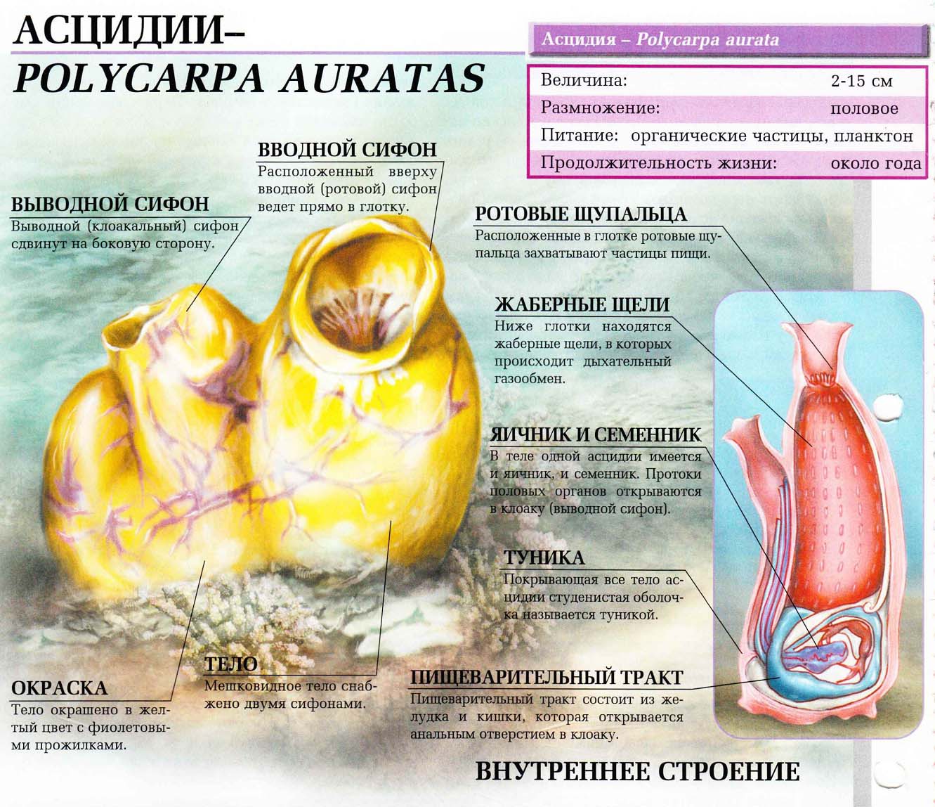 Описание асцидии.