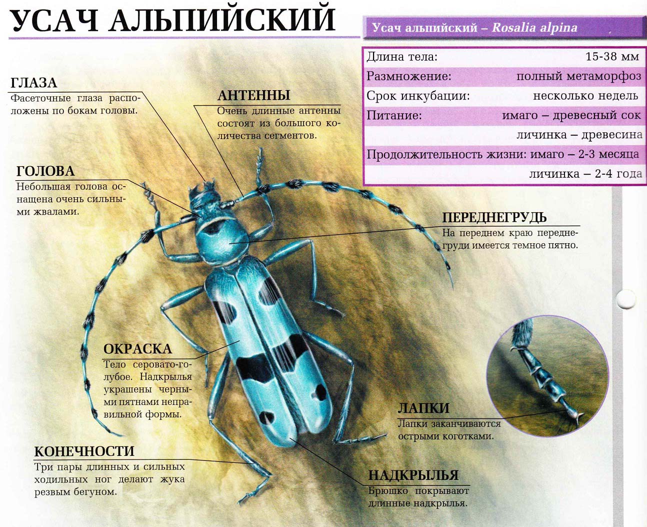 Описание альпийского усача.