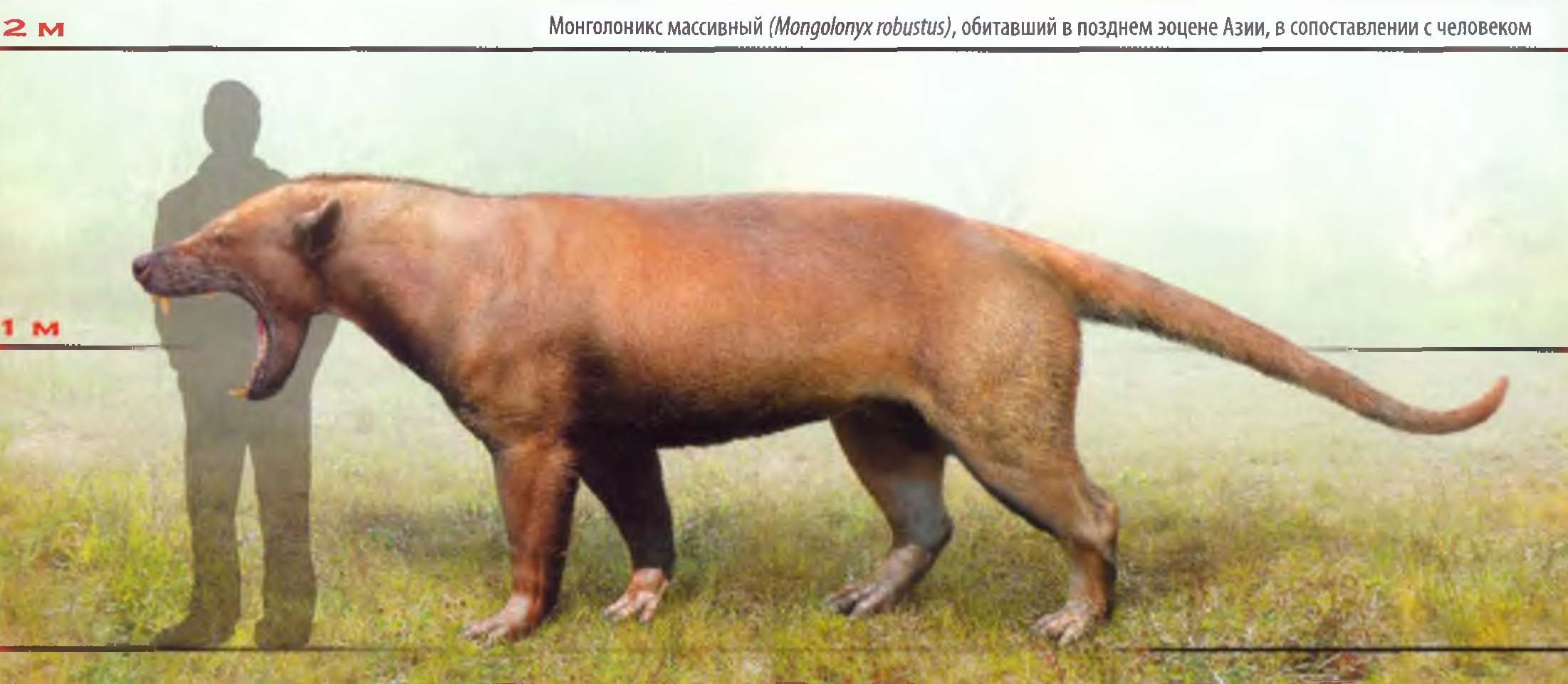 Монголоникс массивный (Mongolonyx robustus), обитавший в позднем эоцене Азии, в сопоставлении с человеком.