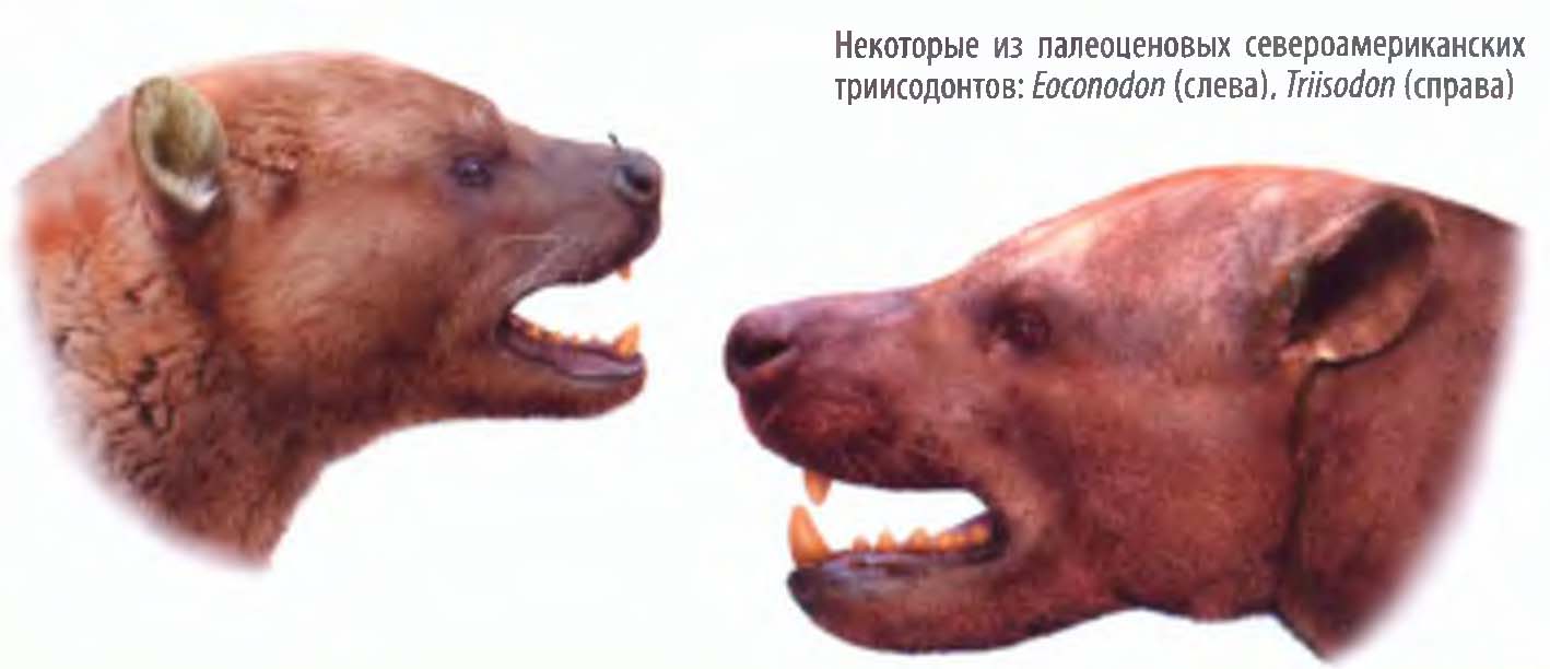 Некоторые из палеоценовых североамериканских триисодонтов: Eoconodon (слева), Triisodon (справа).