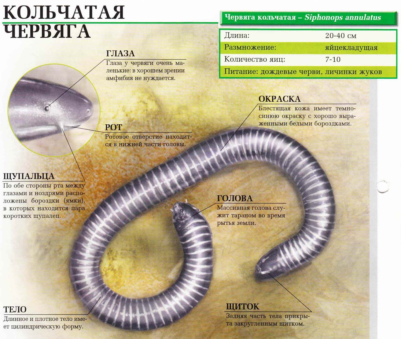 Описание кольчатой червяги.