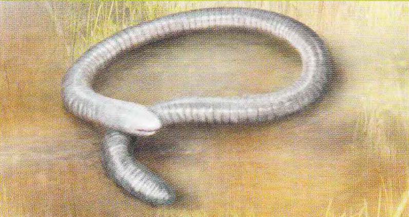 Настоящая червяга (Caecilia tentaculata).