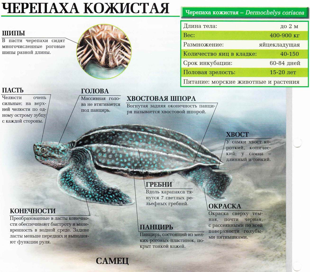 Описание кожистой черепахи.