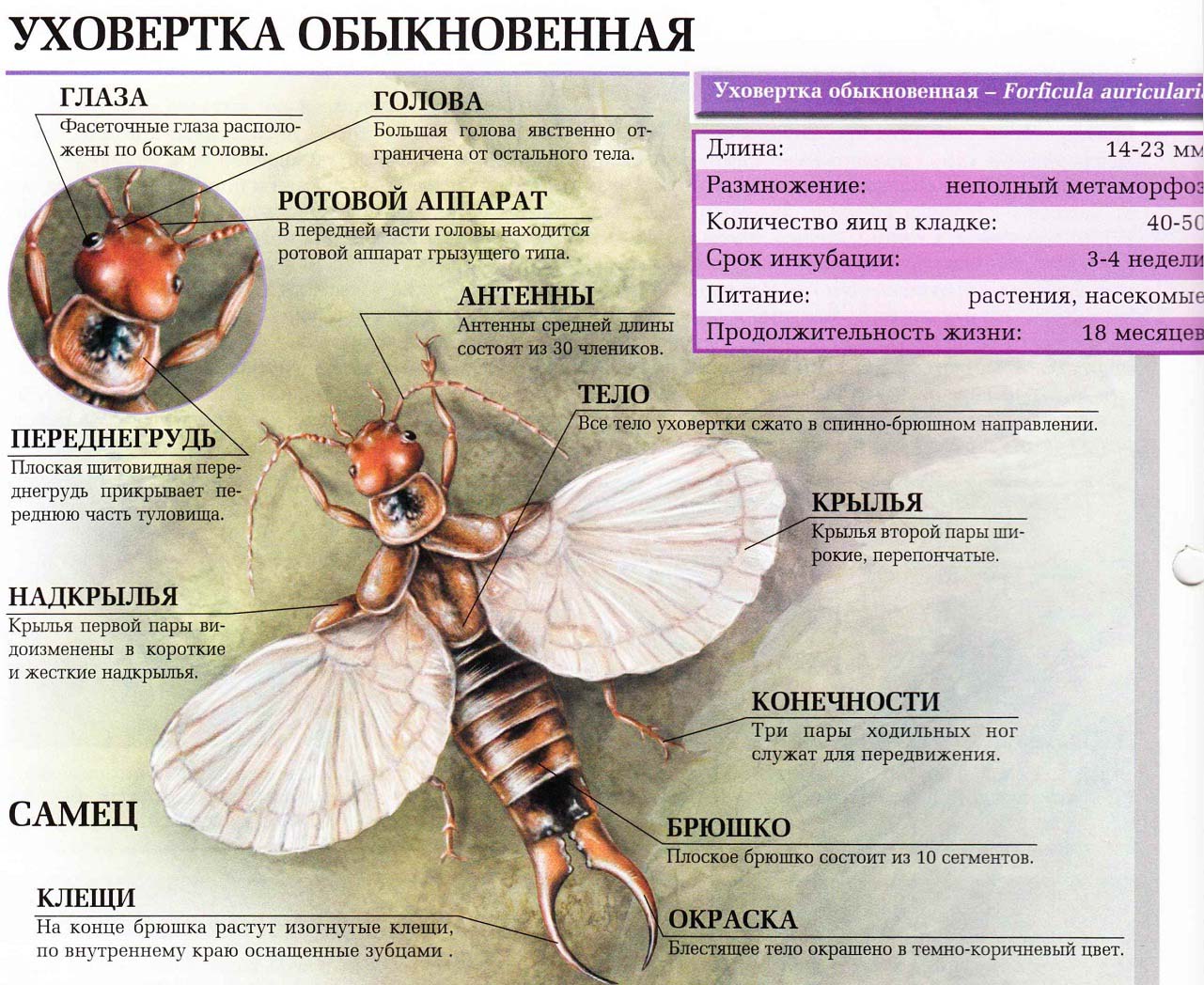 Описание обыкновенной уховертки.