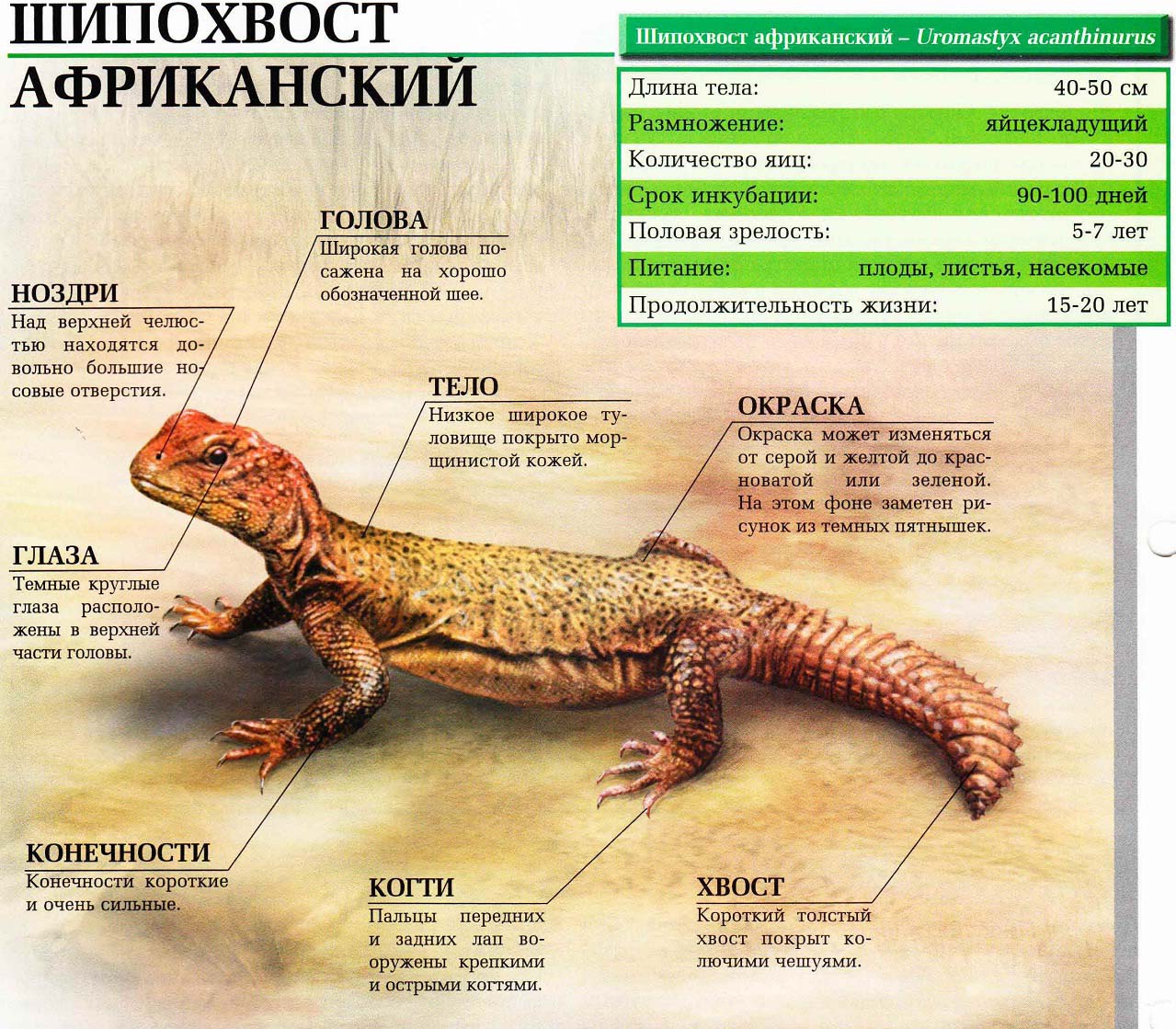 Описание африканского шипохвоста.