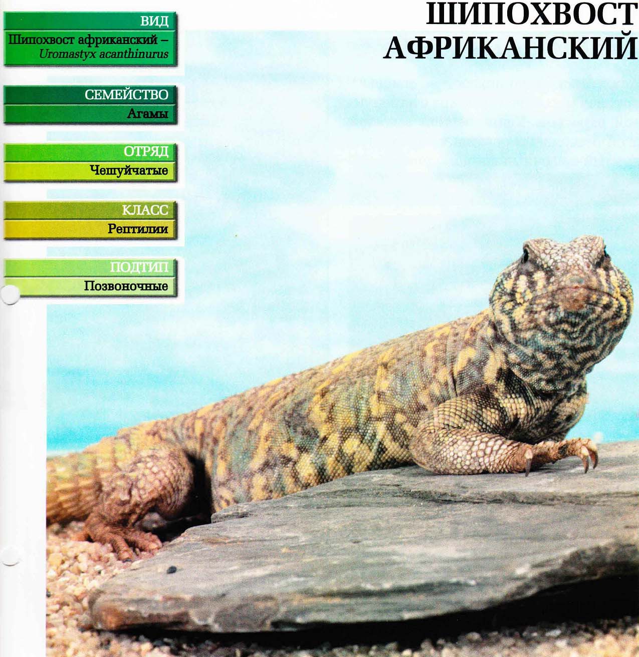 Систематика (научная классификация) шипохвоста африканского. Uromastyx acanthinurus.