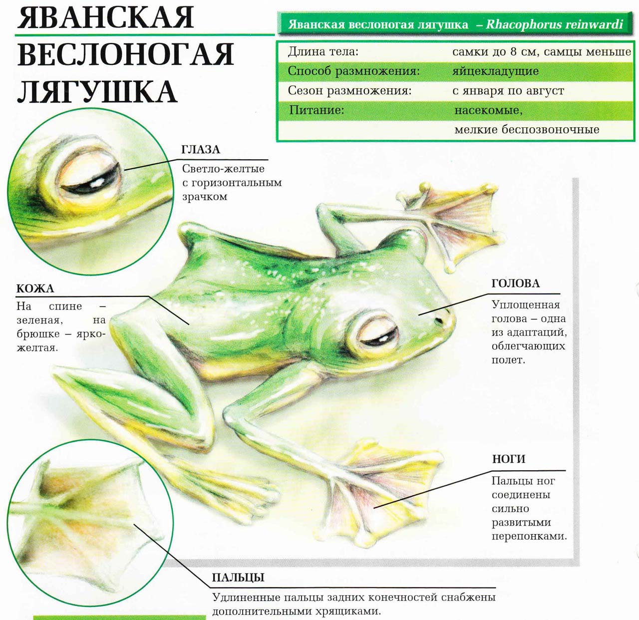 Описание яванской веслоногой лягушки.