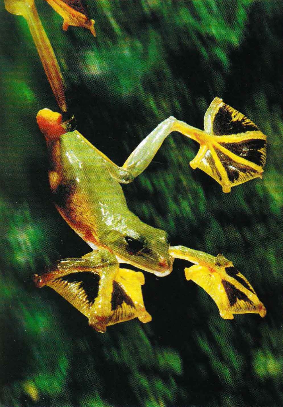 Яванская веслоногая лягушка может изменять направление полета, маневрируя конечностями.