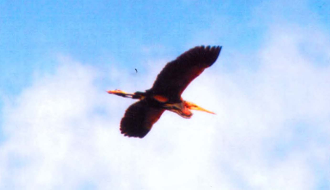 Серая цапля (Ardea cinerea) в полете.