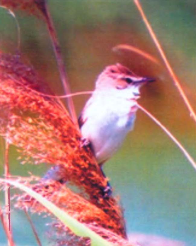 Камышовка (Acrocephalus) гнездится в тростниковых зарослях, окружающих степные озера.