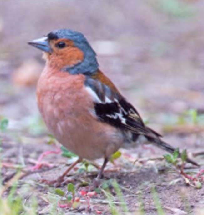 Зяблик (Fringilla coelebs).