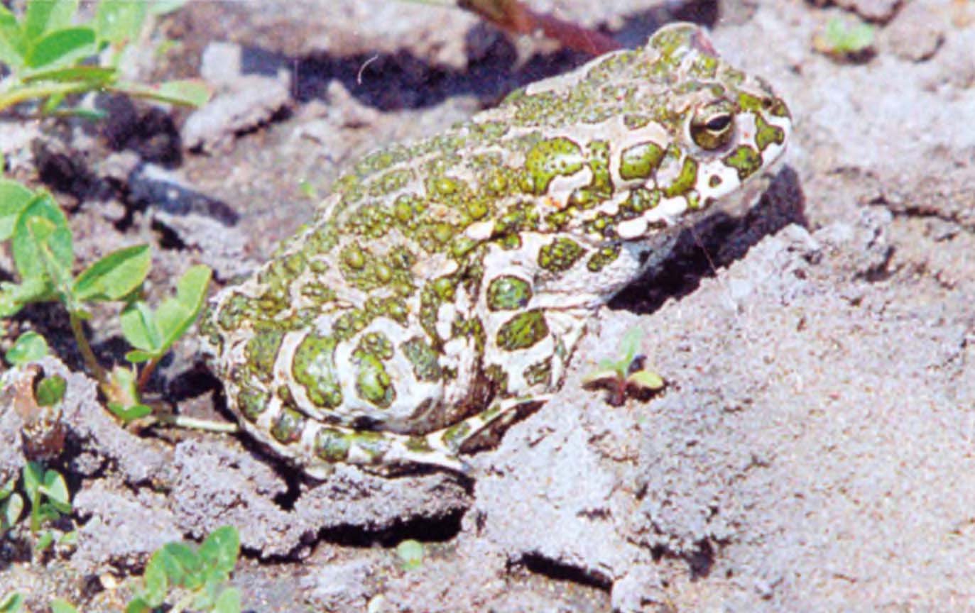 Зеленая жаба (Bufo viridis).
