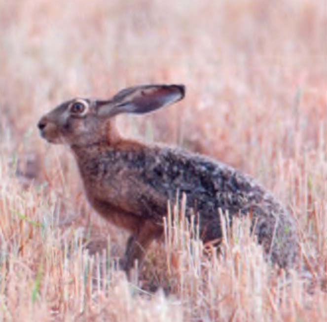 Заяц-русак (Lepus europaeus).