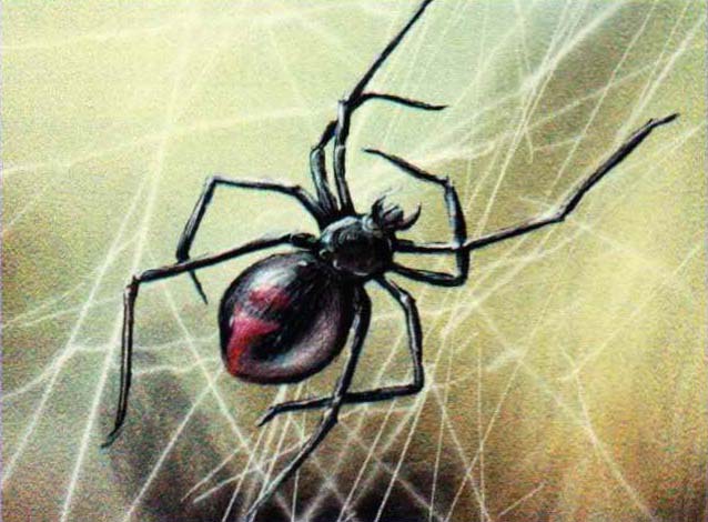 Красноспинный паук (Latrodectus mactans hasseltii).
