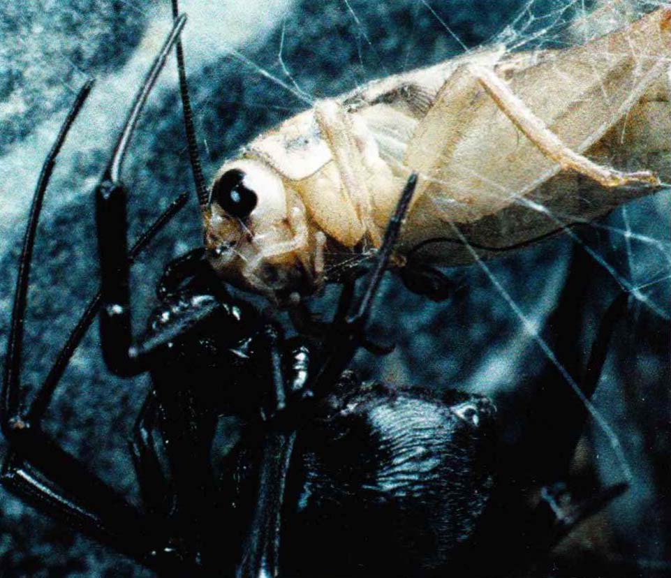 Широко раскинутая трехмерная сеть «черной вдовы» - превосходная снасть для ловли насекомых.