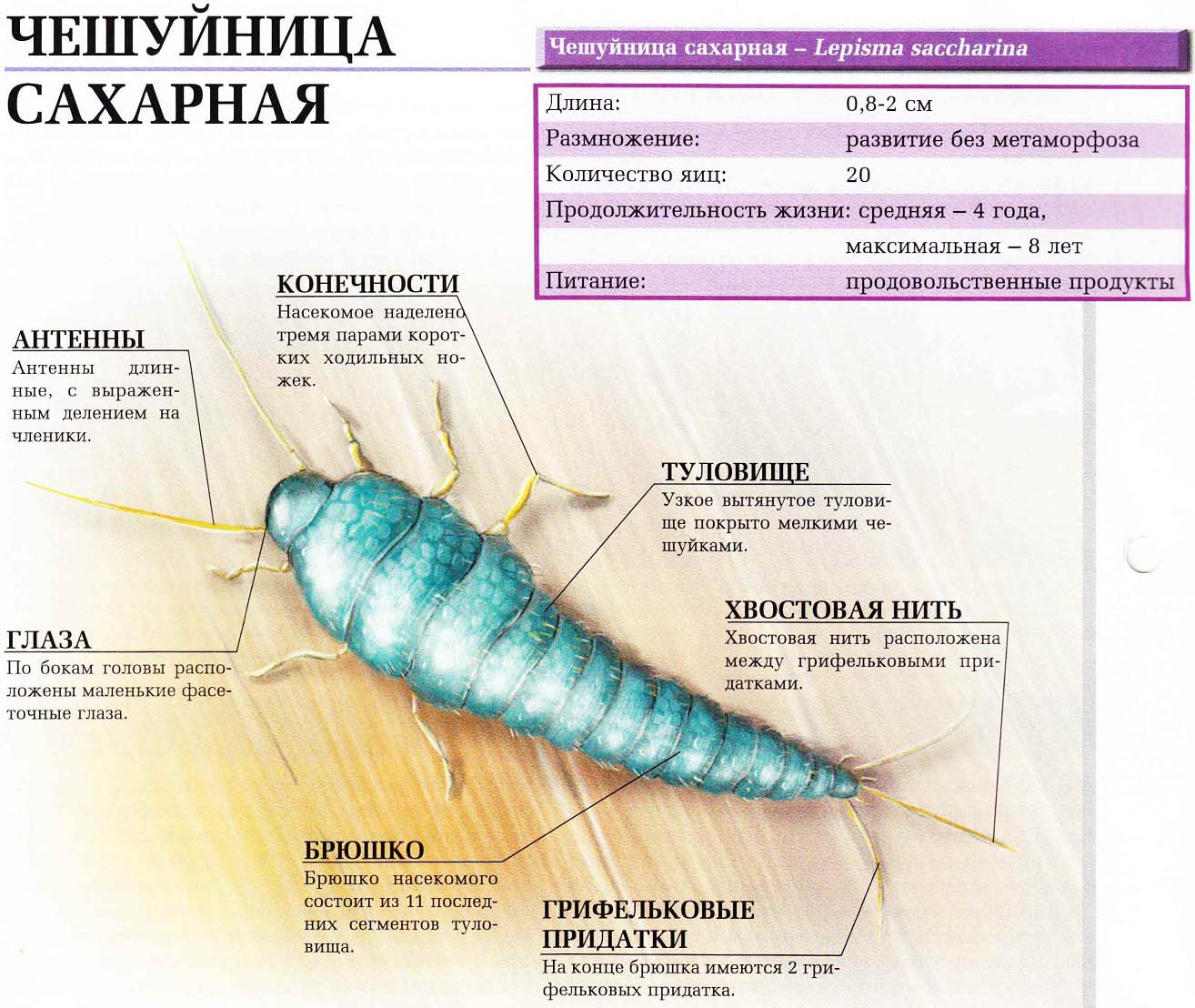 Описание сахарной чешуйницы.