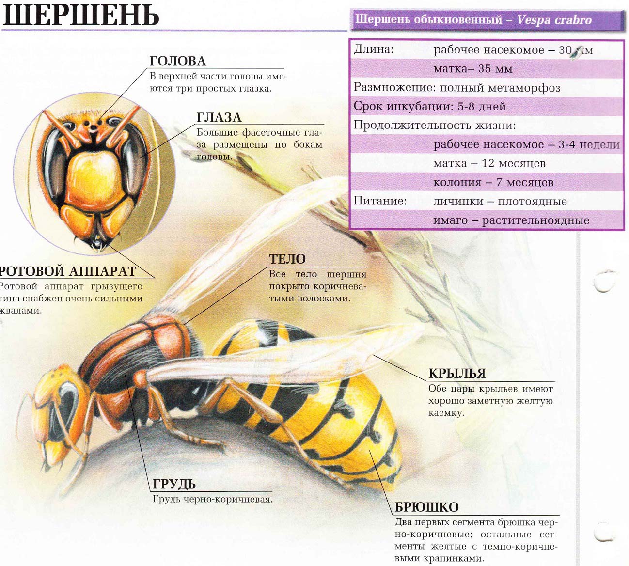 Описание обыкновенного шершня.