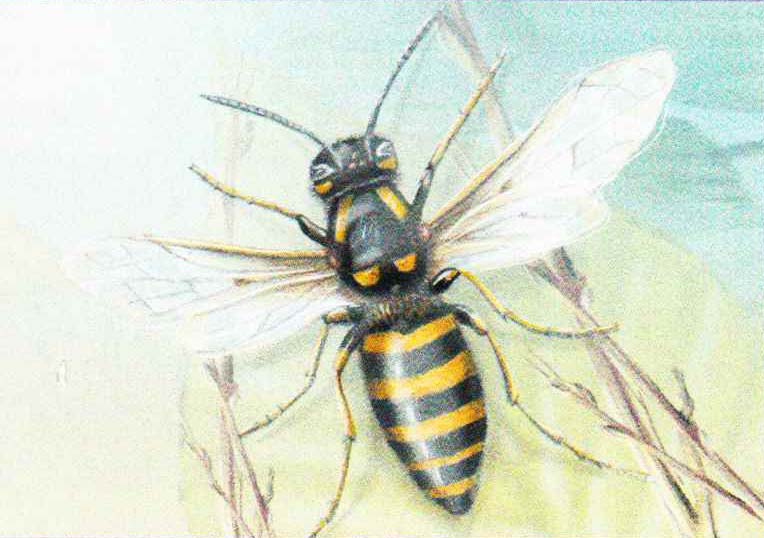 Лесная оса (Dolichovespula silvestris).