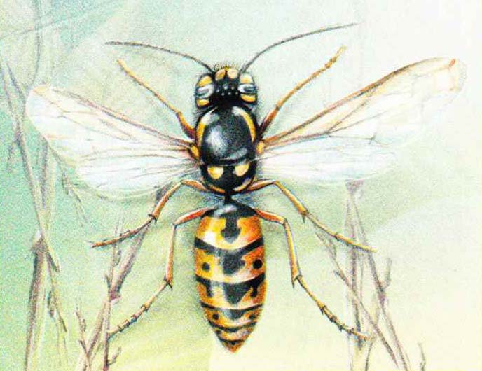 Оса германская (Paravespula germanica).
