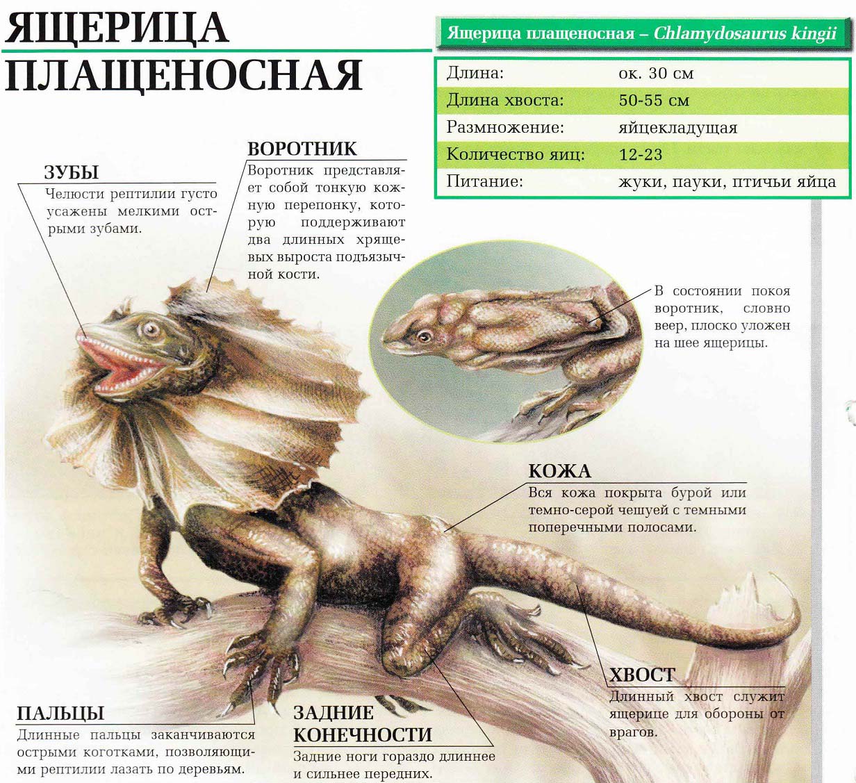 Описание плащеносной ящерицы.