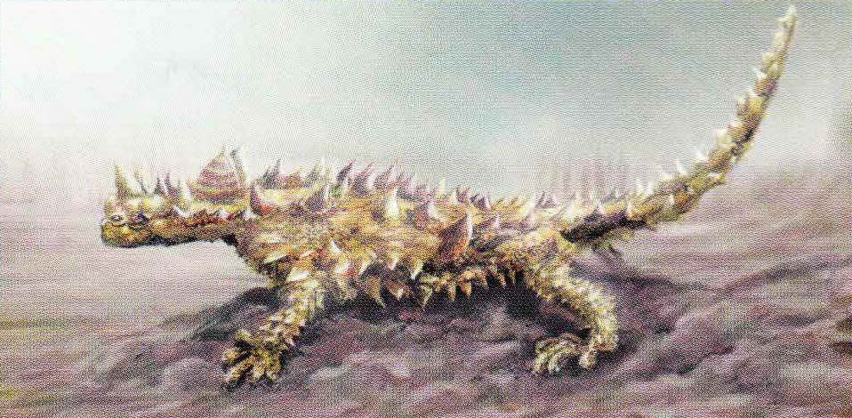 Молох (Moloch horridus).
