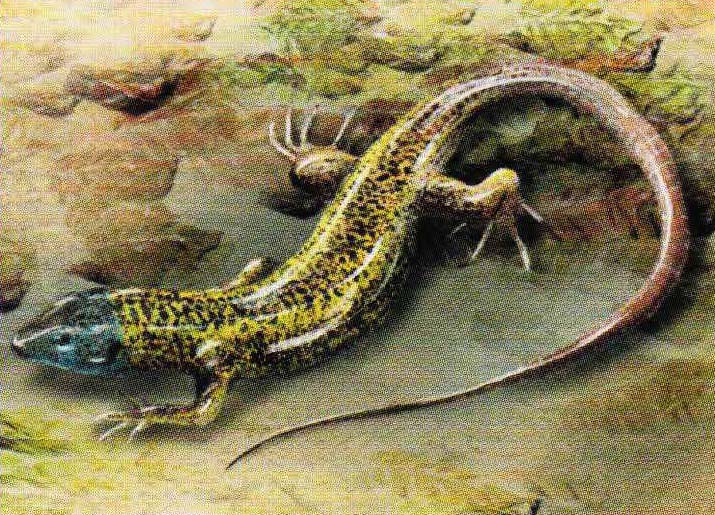 Испанская ящерица (Podarcis hispanica).