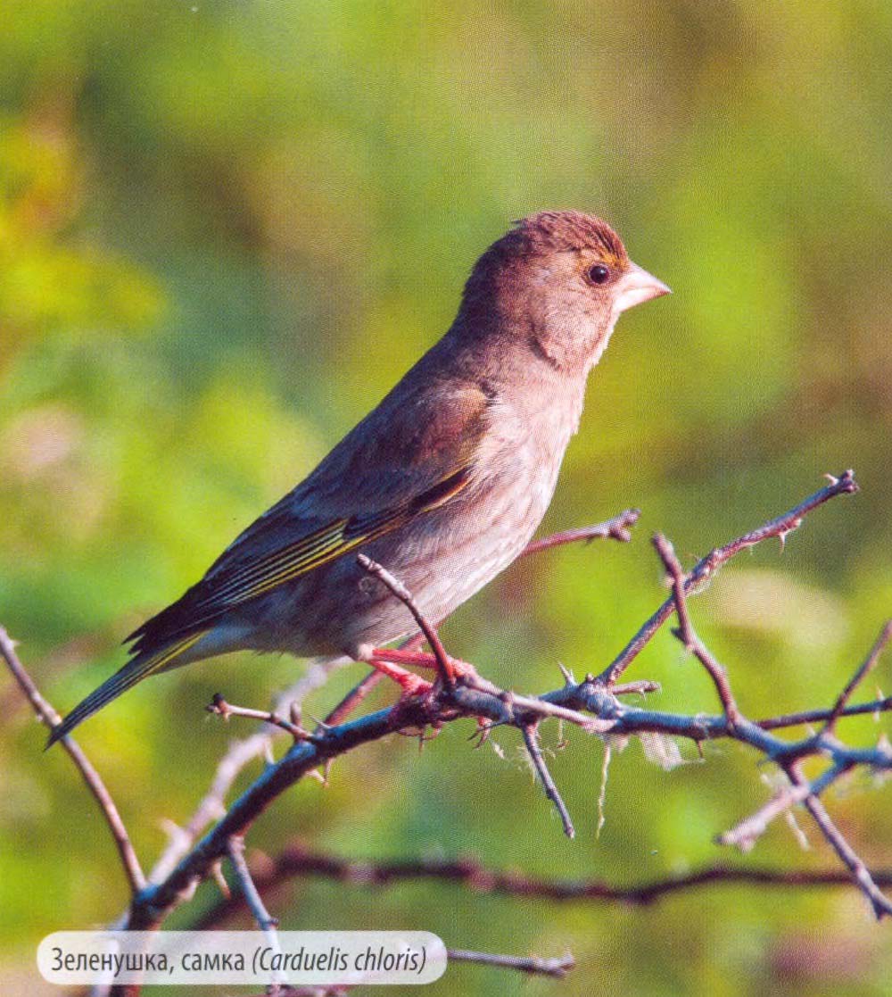 Зеленушка, самка (Carduelis chloris).