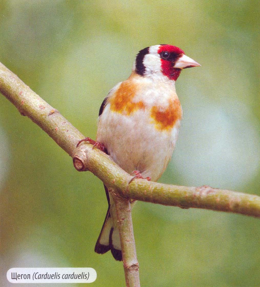 Щегол (Carduelis carduelis).