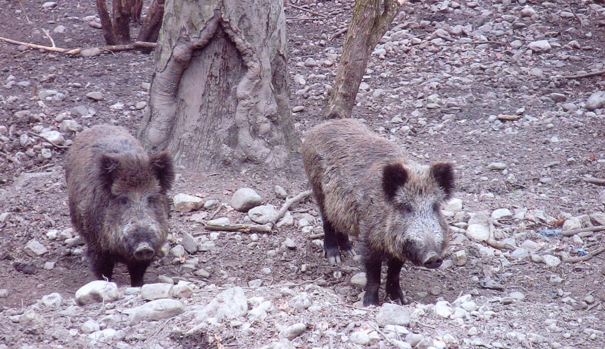 Кабан (Sus scrofa) вновь появился в Крымском заповеднике в 1957 году.
