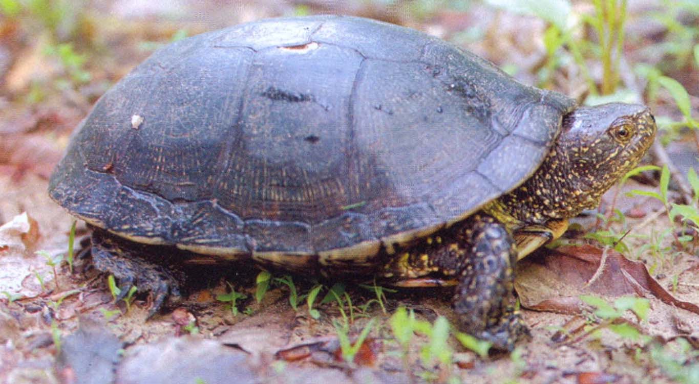 Болотная черепаха (Emys orbicularis).