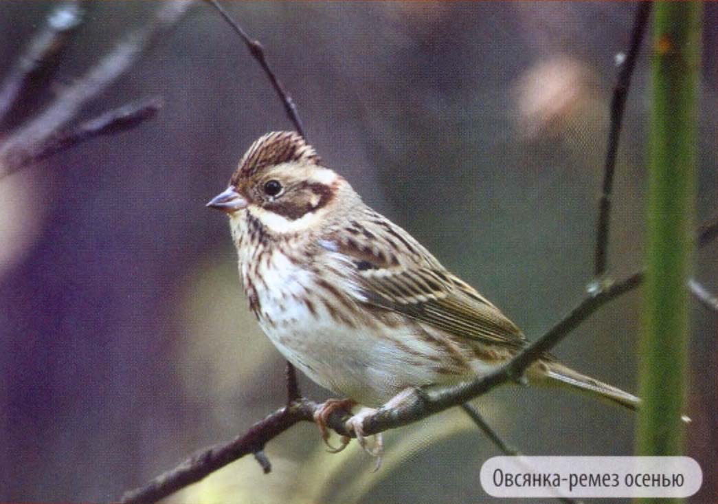 Овсянка-ремез осенью.