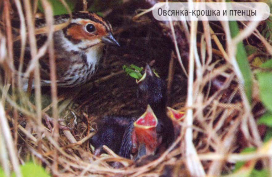 Овсянка-крошка и птенцы.