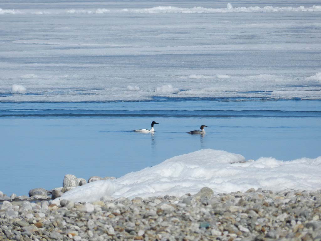 Утка и селезень (самец утки) большого крохаля плавают среди льдов.