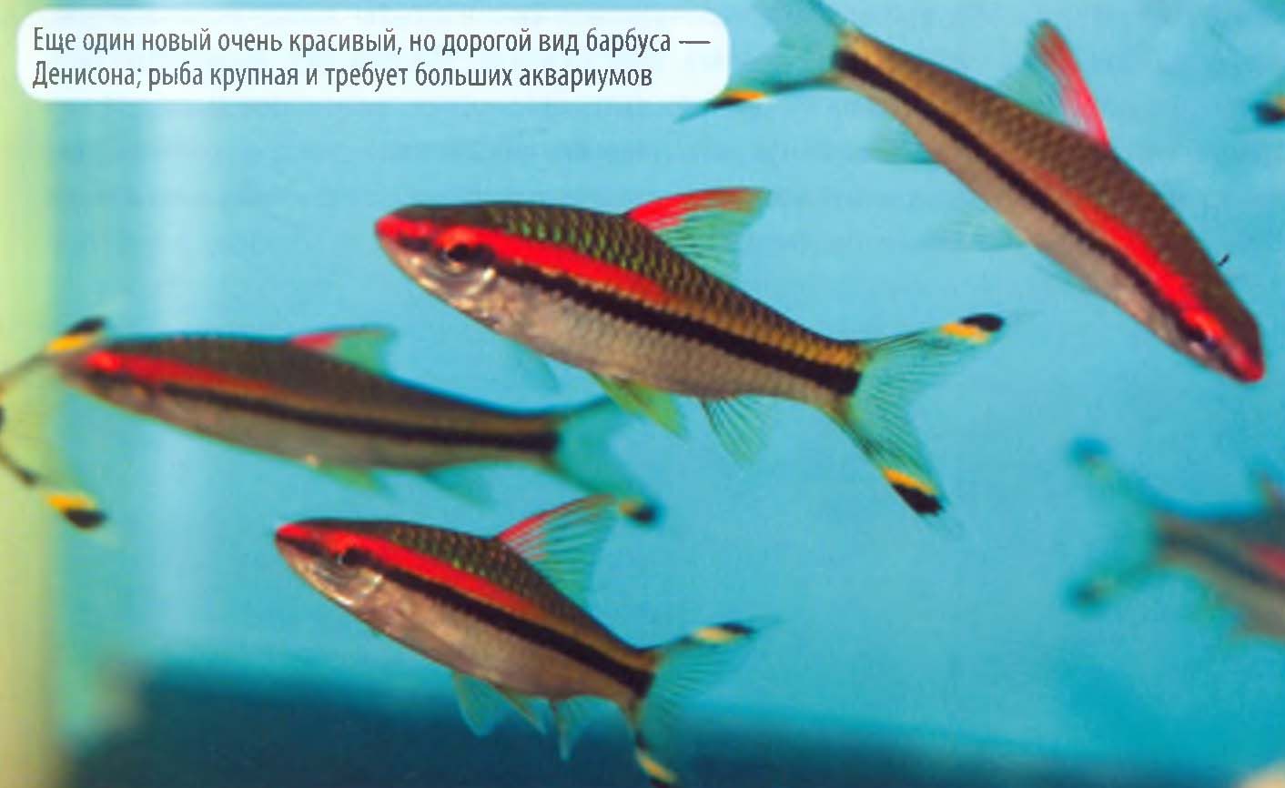 Еще один новый очень красивый, но дорогой вид барбуса — Денисона; рыба крупная и требует больших аквариумов.
