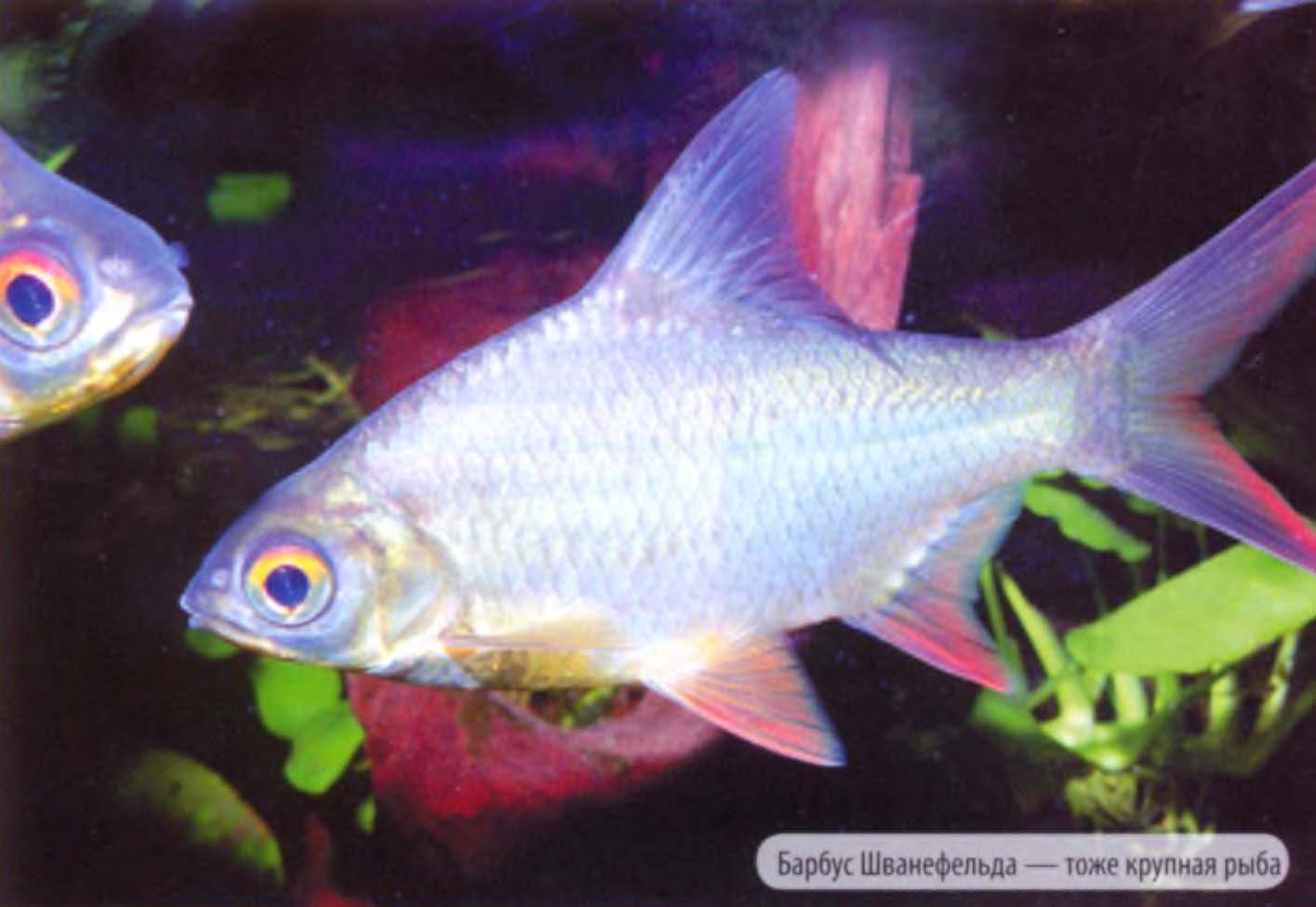 Барбус Шванефельда — тоже крупная рыба.