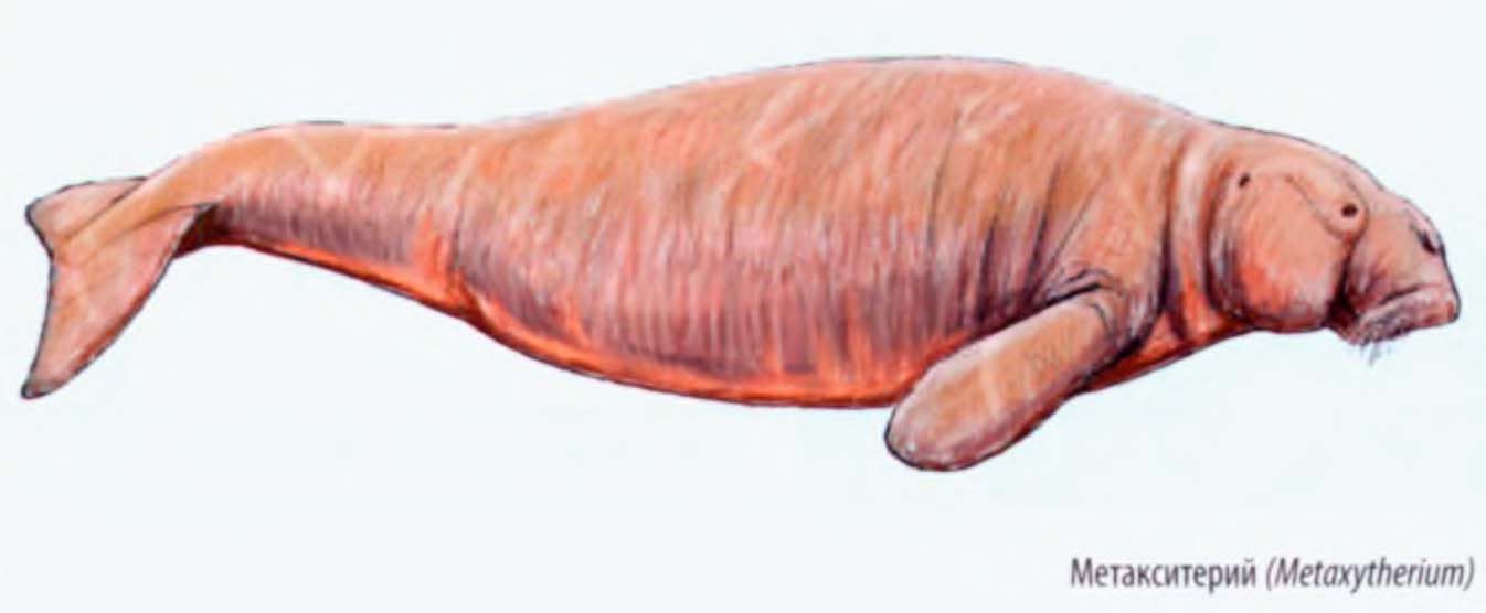 Метакситерий (Metaxytherium).