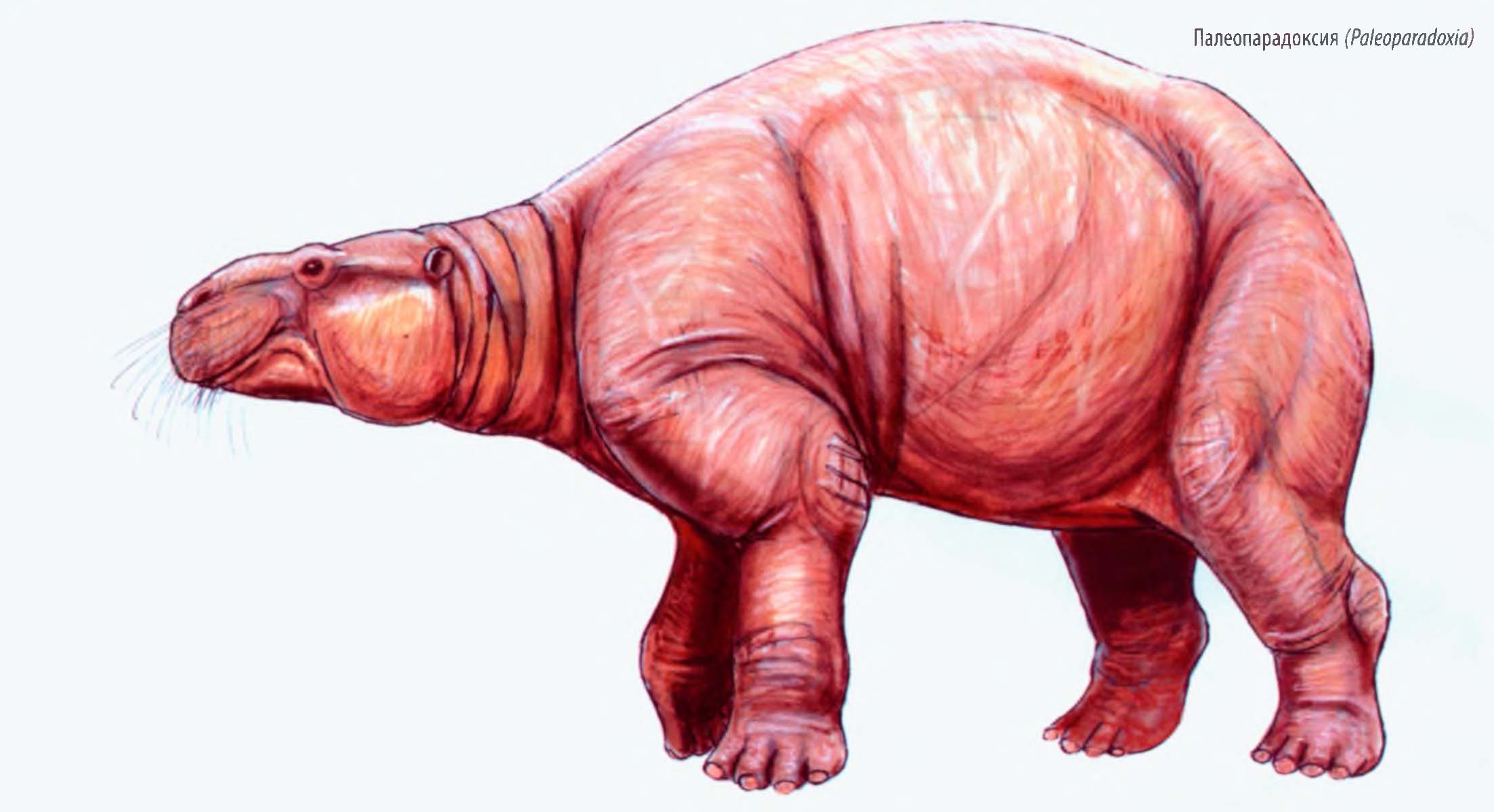 Палеопарадоксия (Paleoparadoxia).