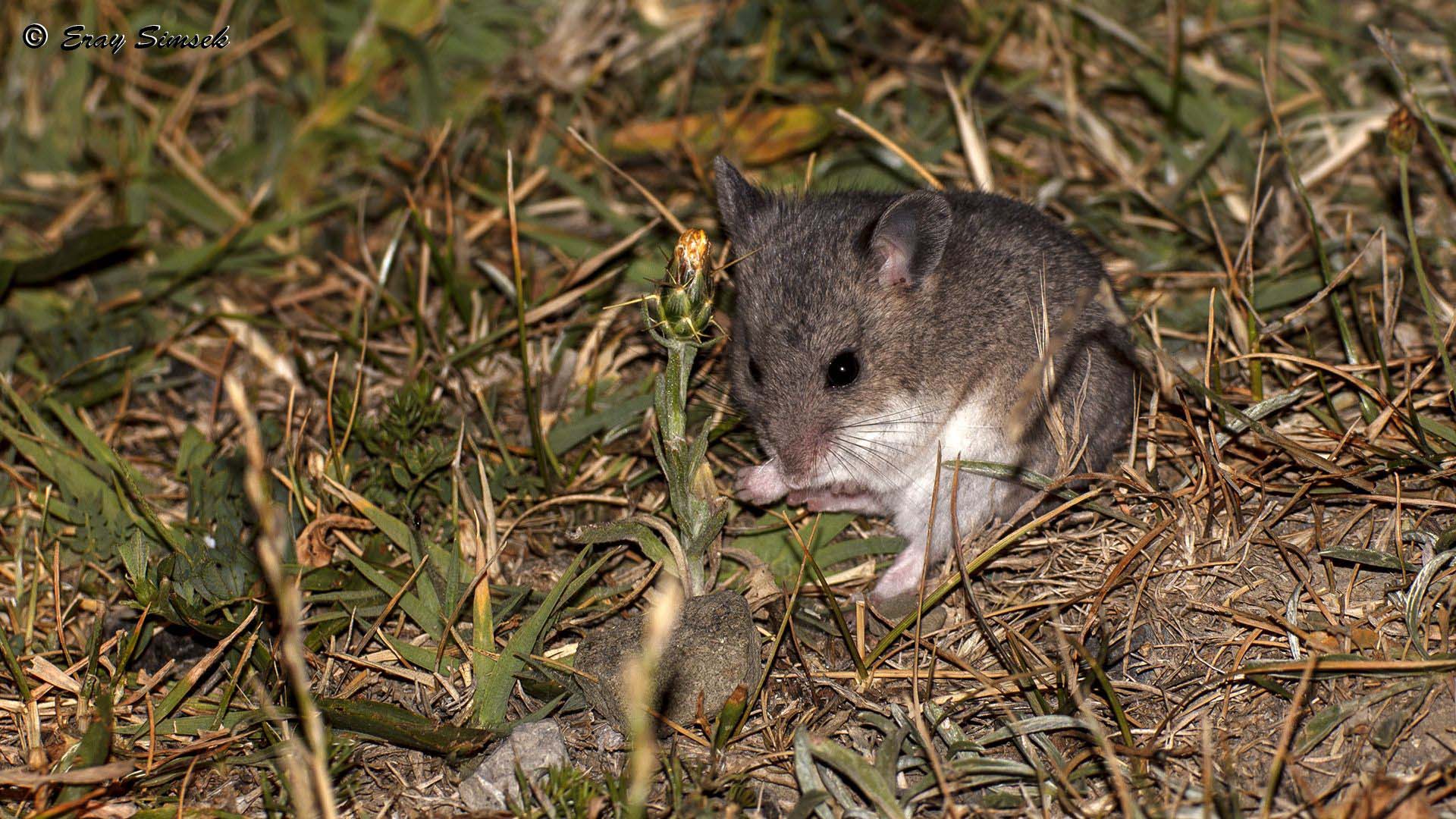 Cricetulus migratorius.