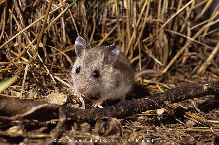 Peromyscus maniculatus.