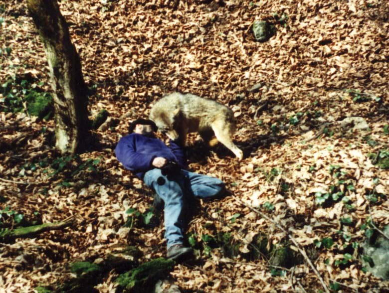 Ясон Бадридзе играет с волком.