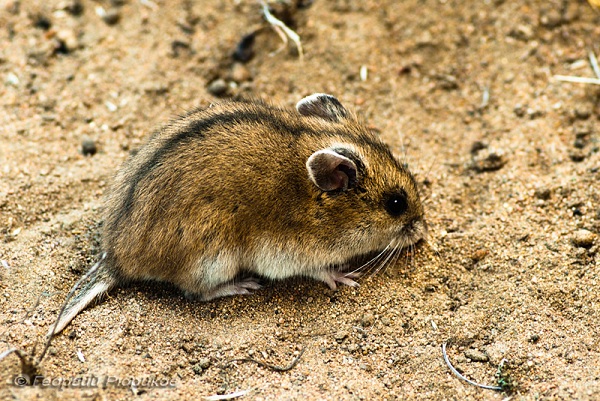 Барабинскому хомяку Cricetulus barabensis свойственен ночной образ жизни.