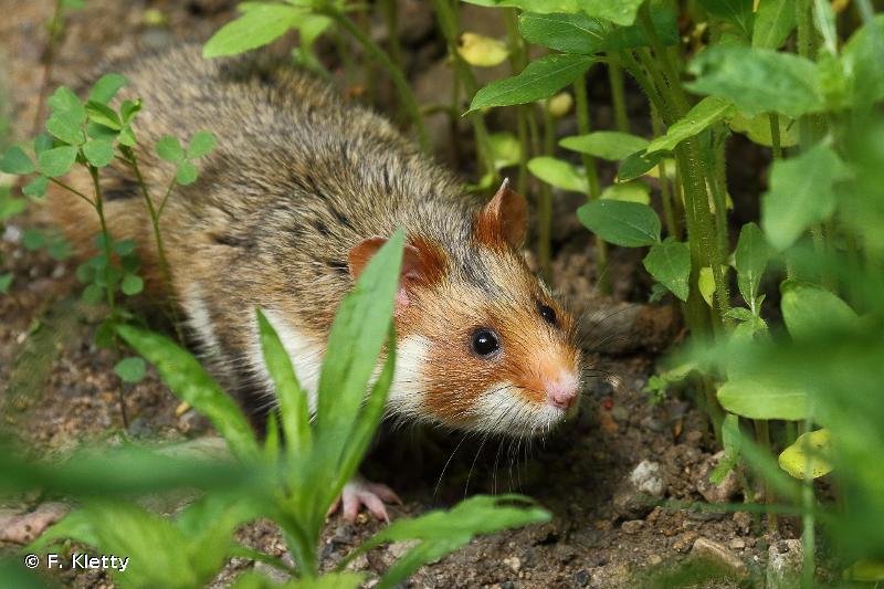 Обыкновенный хомяк. Cricetus cricetus.